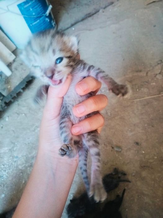 Сүйкімді мысықтар тегін