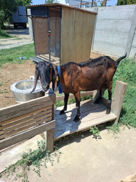 Продаем козу нубийскую