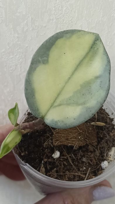 Хойя Аргентия Принцесс