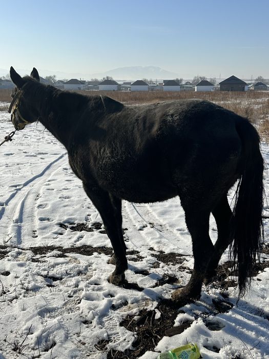 Семиз бие кобвла откорм