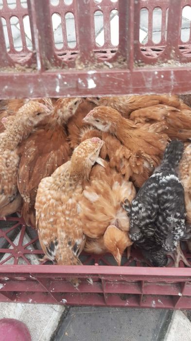 pui de carne și rasa mixta