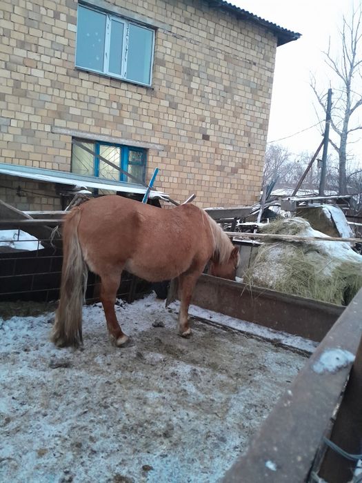 Лошади с откорма в Караганде
