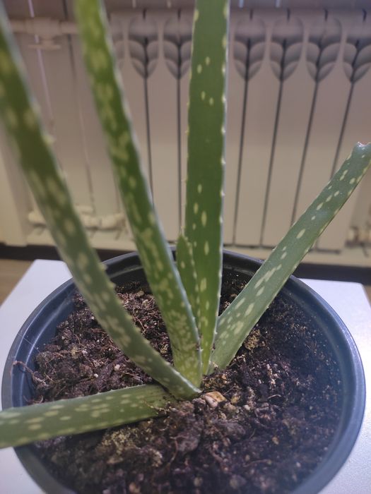 Росток лечебного Алоэ Вера