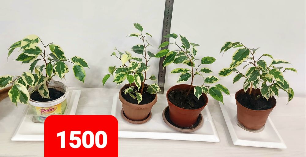 Продам фикус пятнистый, 1500тнг