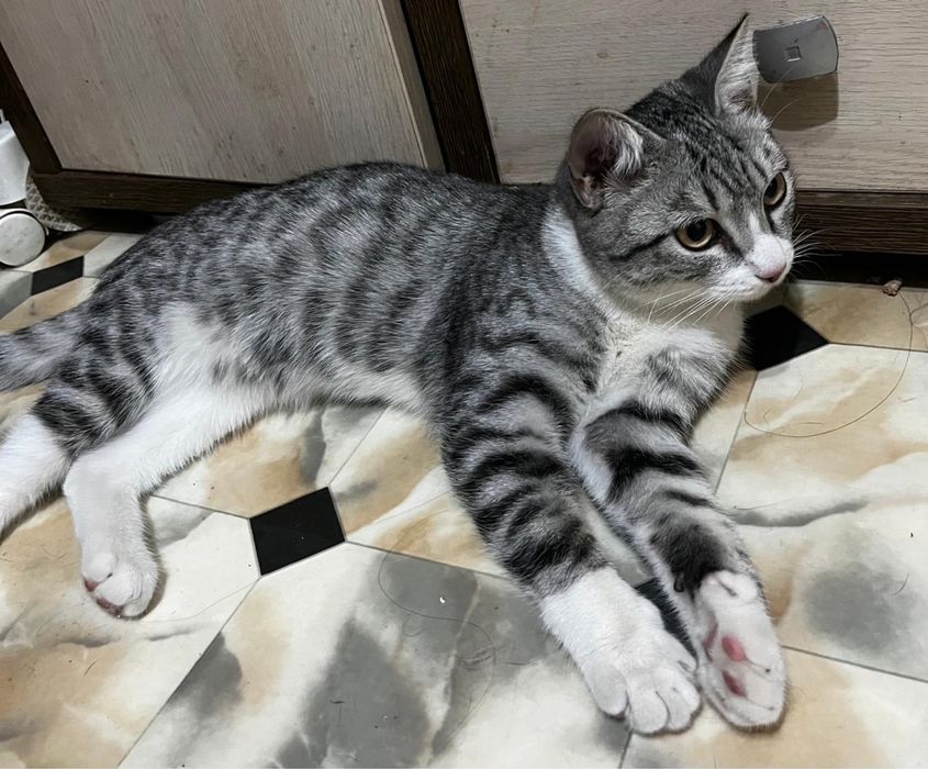 Котик Граф с белыми перчатками