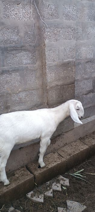 Козочки англо-нубийки