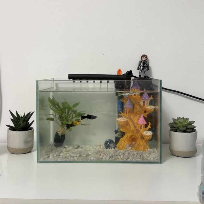 Acvariu pentru pesti