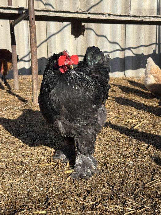 Қораз Петух 6 айлық.