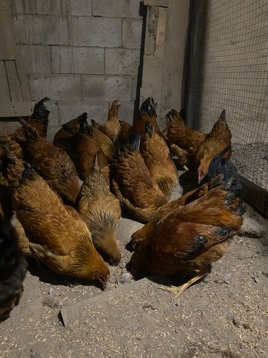 Продам кур кучинских юбилейных