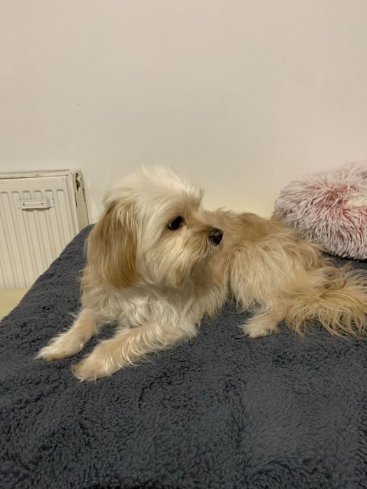 Catelusa spre adoptie