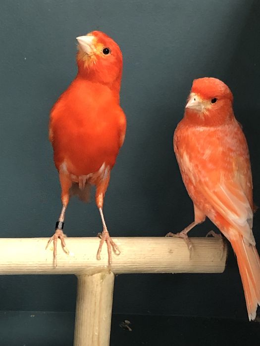 Канареки пара Турция