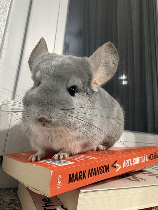 Vand chinchilla/ sinsila