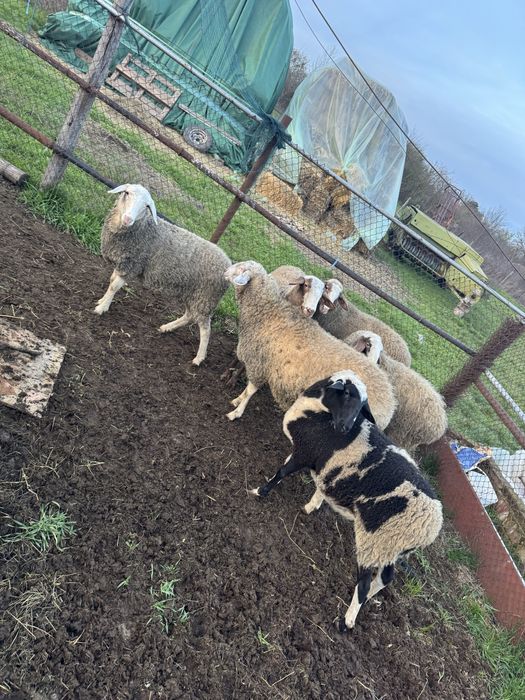 Продавам шилета 6.бр