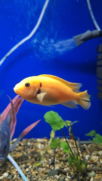 Аквариумные рыбки