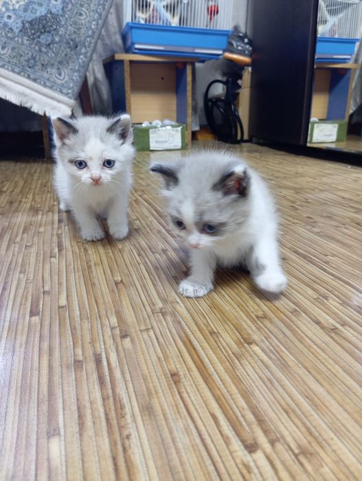 Котята в добрые руки