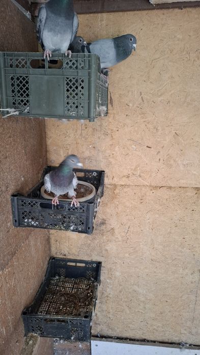 Почтовые голуби чехи