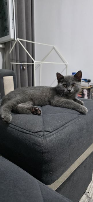 Продаются котята скотиш страйт.