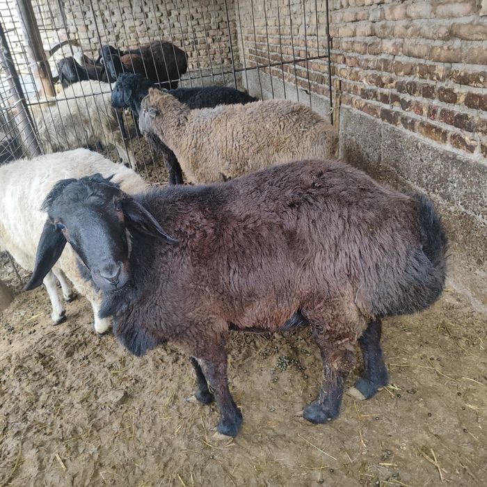 Qo'chqorlar sotiladi