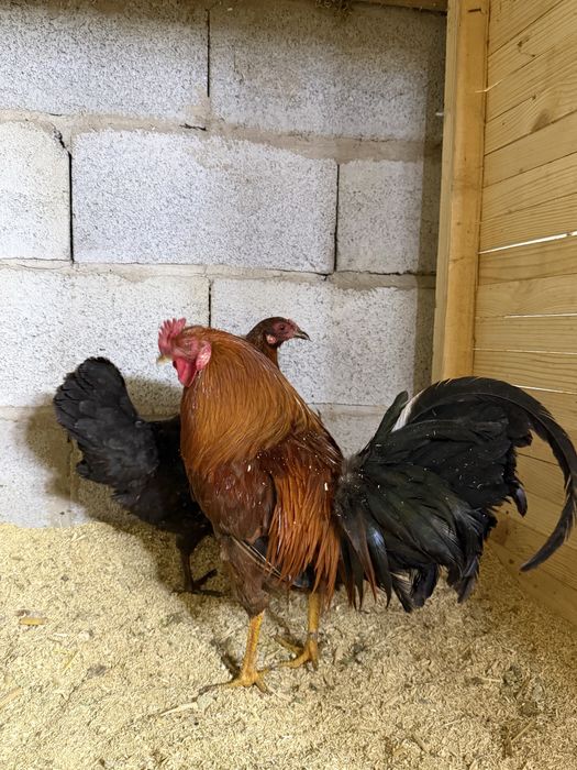 продам пару карликов