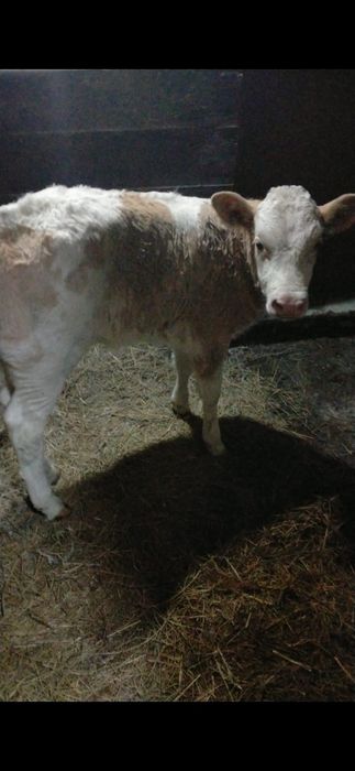 Продам тёлочку ,1 месяц