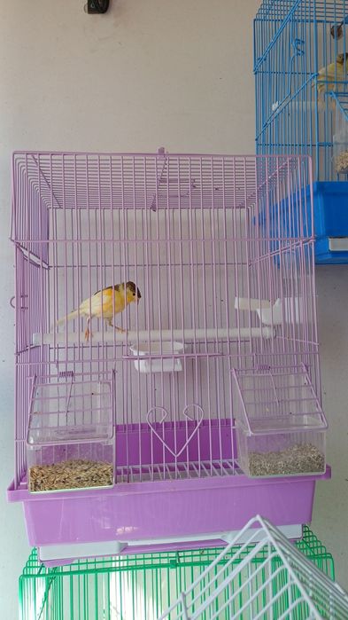 Срочно продаётся Канарейки