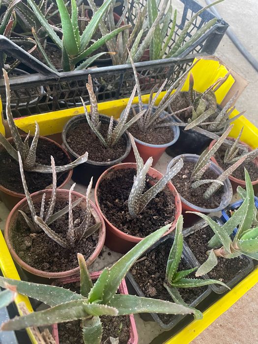 Алое Вера – здрави и добре развити