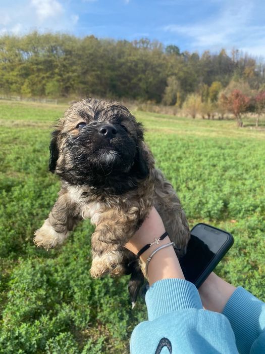 Cățeluși pentru adopție responsabilă!