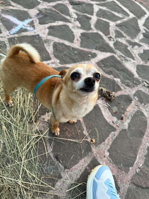 ПОДАРЯВАТ се ЗАЕДНО 2 мини пинчер/чихуахуа/подаряваме/