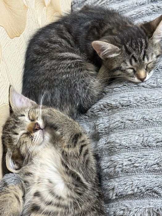 Отдам котят 2 девочки