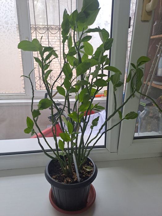 Продам разные цветы.