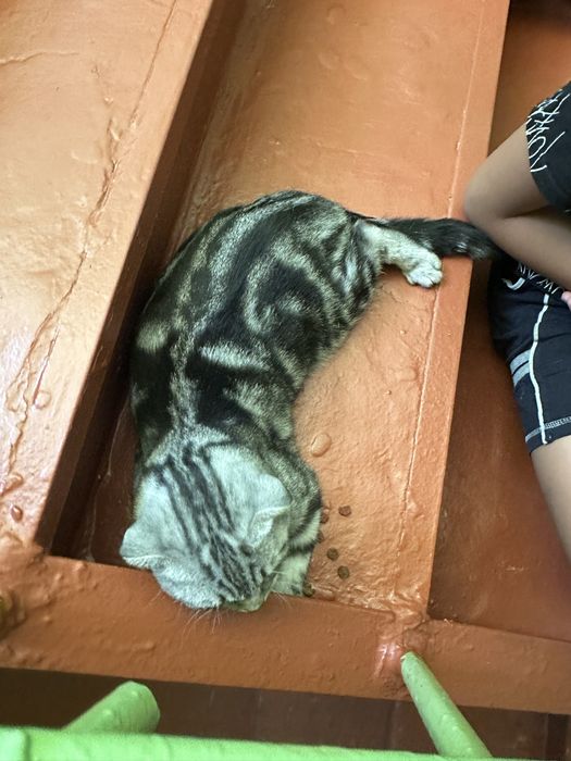 Кошка породистая