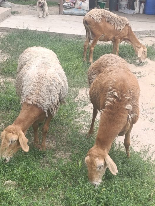 Арашан матки продам