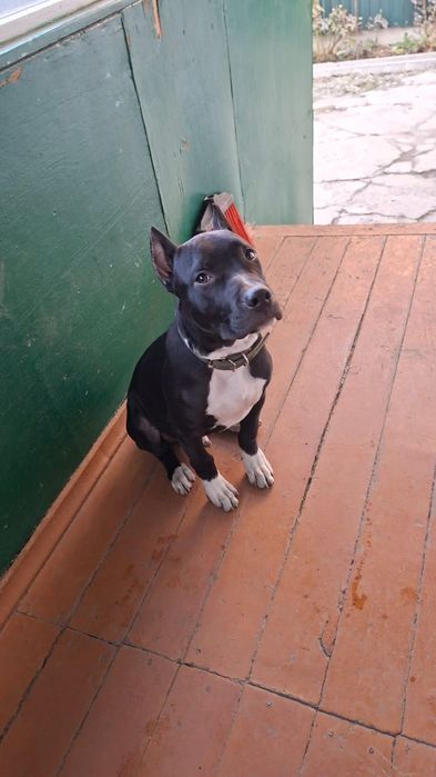 Американский стаффордширский терьер