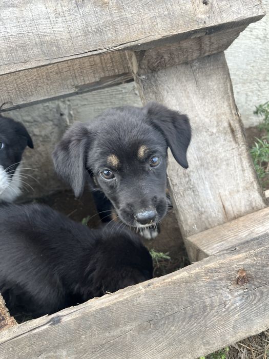 Отдадим щенят в хорошие руки !!