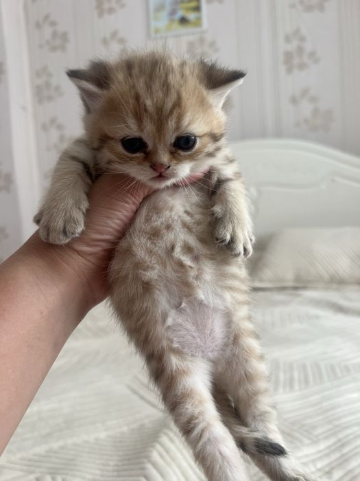 Продам породистых котят