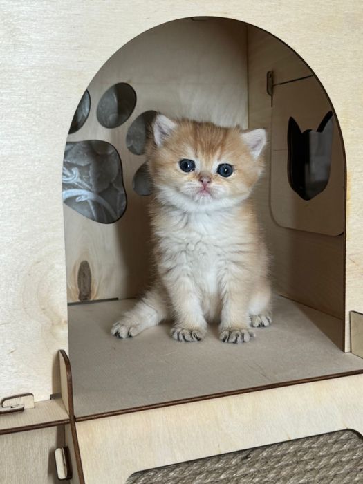 Шишиллы маалышии золтые