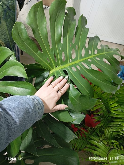 Монстера большой комнатный цветок