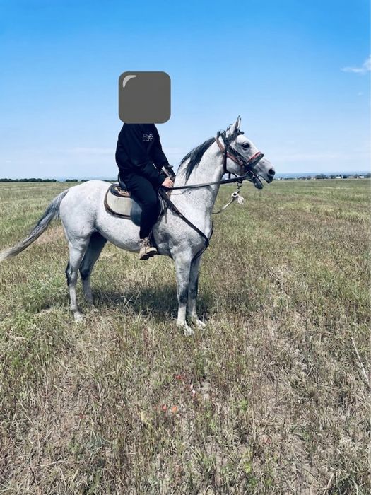Продам лошадь чк