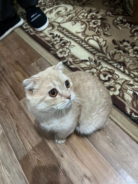 Отдам полупородистого кота