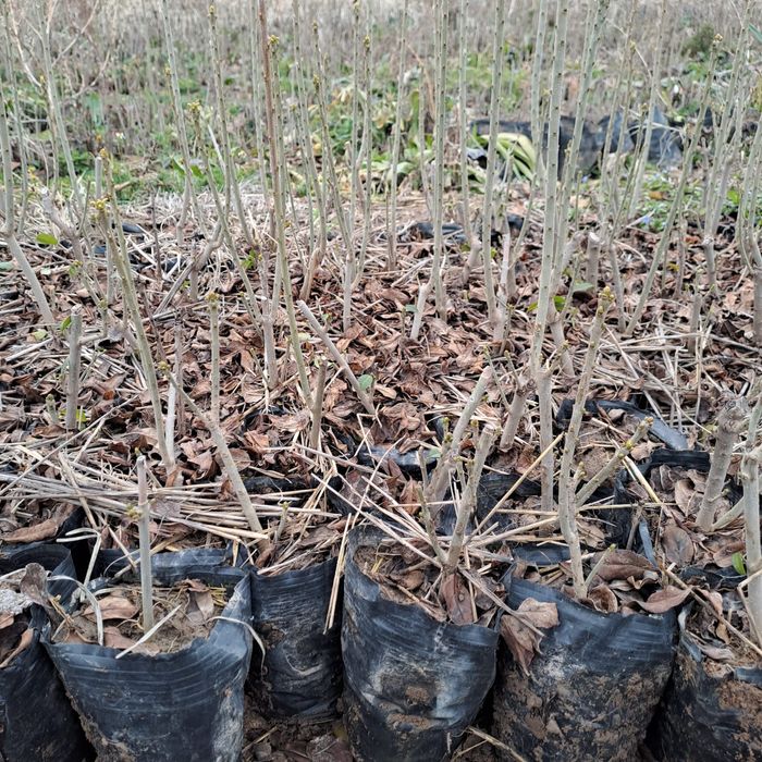 Живая изгород бирючина