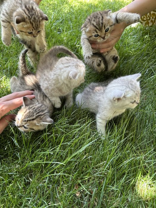 Продаются котята