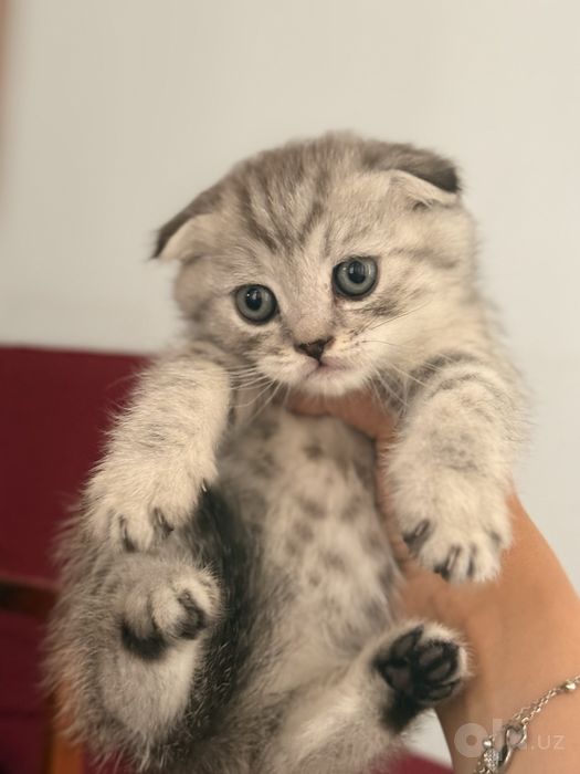 Mushuklar Scottish fold va Scottish strayt