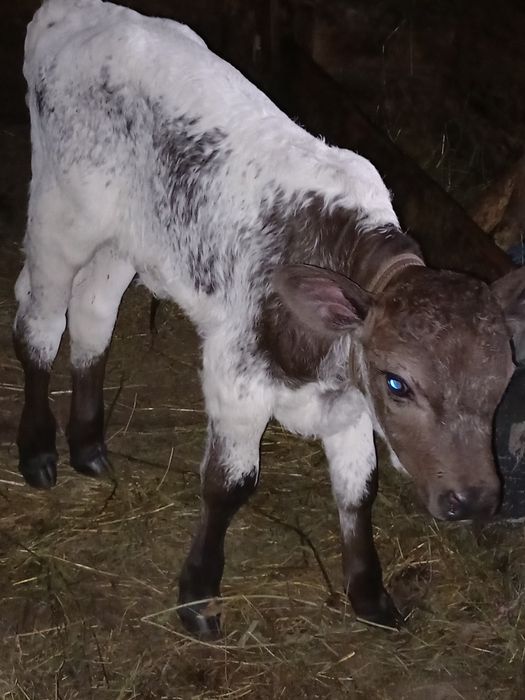 De vânzare  vaca  cu vitea