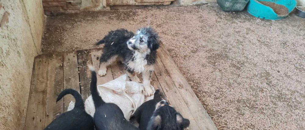 6 puiuti de 4-5 luni si mamica lor isi cauta casuta