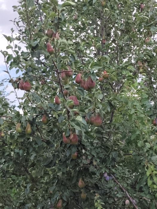 Продается Дом  дачном массиве Проектировщик размером 13х15