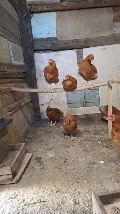 Продам курей ломан браун
