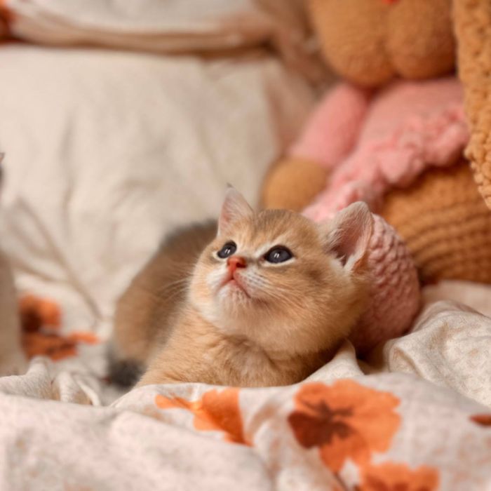 Британские короткошорстные шиншиллы
