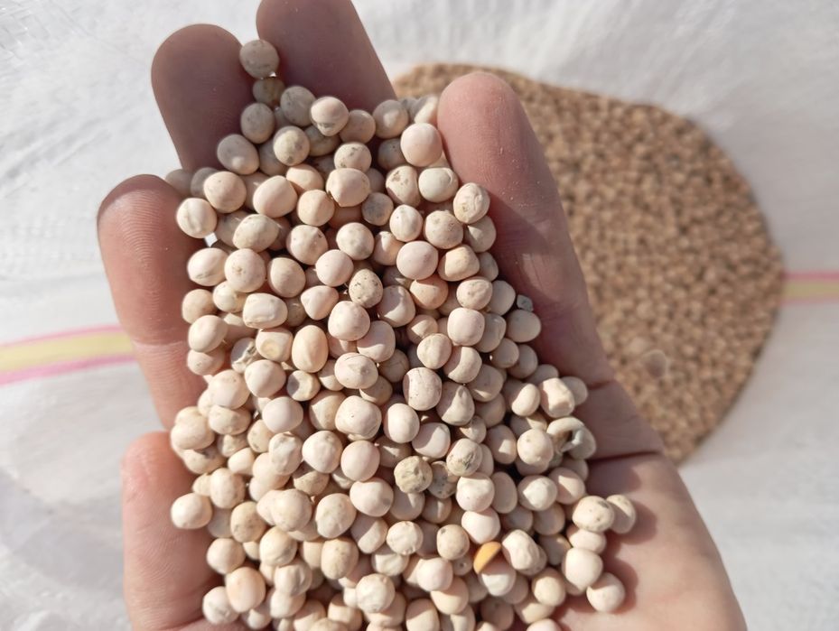 Vând mazăre selecata