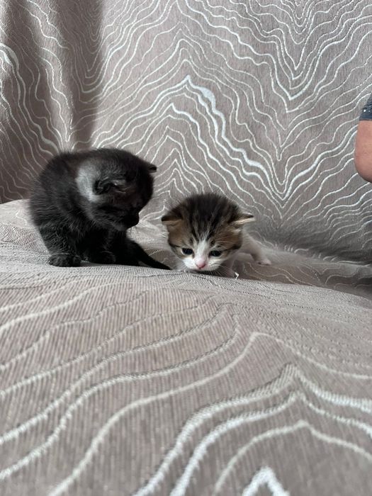 Продаются милые шотландские котята