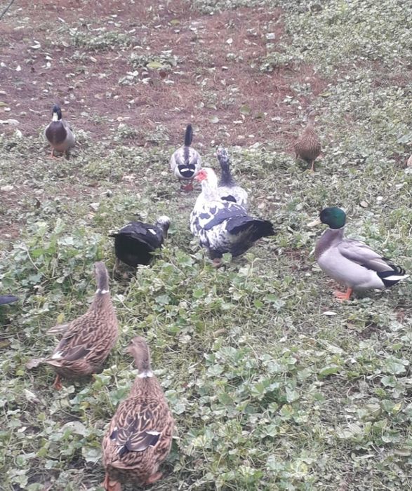 De vînzare păuni,rațe și turturele